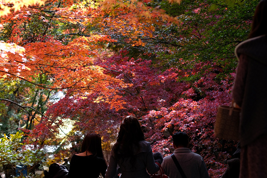 紅葉に染まりながら石段を降りる人々_c0014538_1722887.jpg