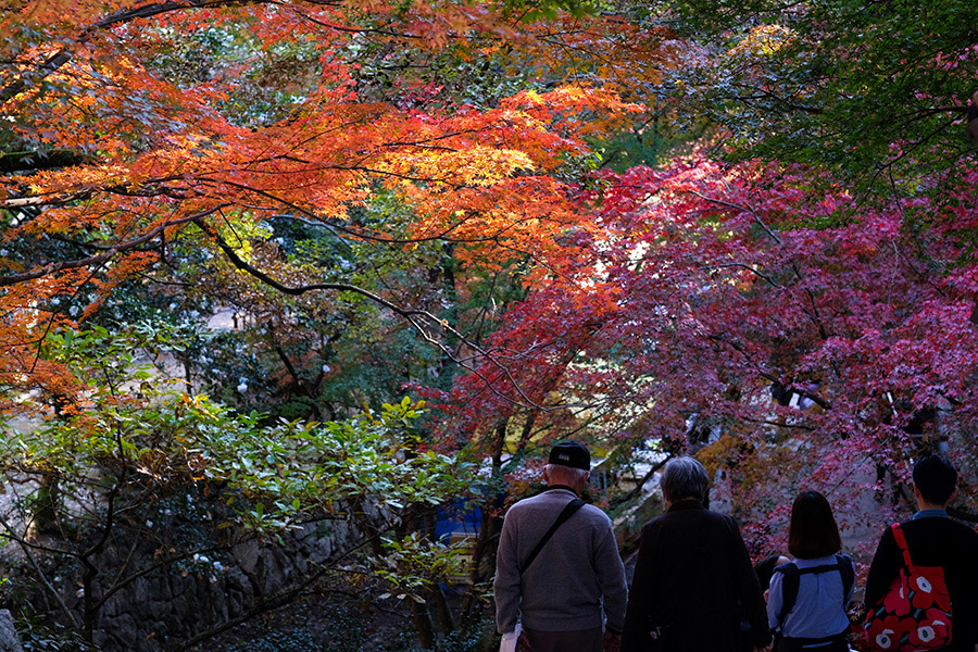 紅葉に染まりながら石段を降りる人々_c0014538_1742055.jpg