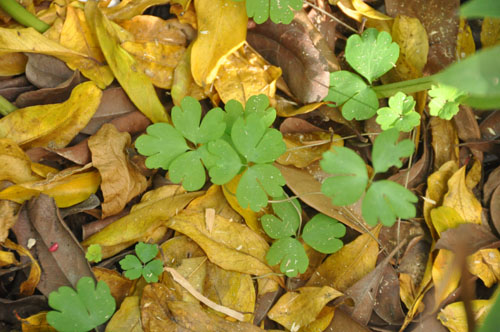 f0302638_1728132.jpg