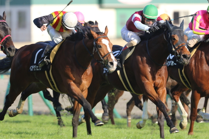 14 チャンピオンズカップ みっちぃの競馬写真ブログ