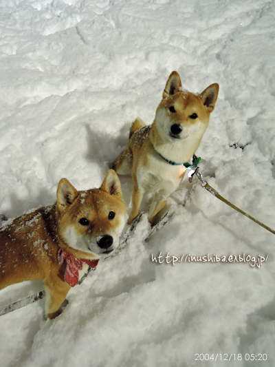 名古屋も大雪_a0286855_658074.jpg