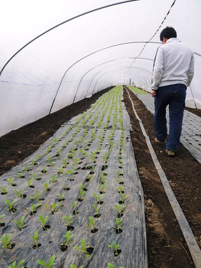 チンゲン菜 無農薬・無加温チンゲン菜 定植後の様子と販売スタート時期のご案内_a0254656_17221612.jpg