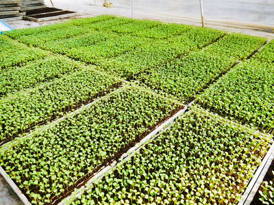チンゲン菜 無農薬・無加温チンゲン菜 定植後の様子と販売スタート時期のご案内_a0254656_17332331.jpg