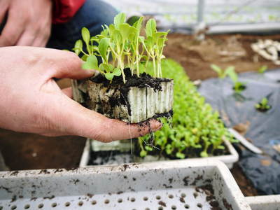 チンゲン菜 無農薬・無加温チンゲン菜 定植後の様子と販売スタート時期のご案内_a0254656_1737926.jpg