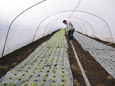 チンゲン菜 無農薬・無加温チンゲン菜 定植後の様子と販売スタート時期のご案内_a0254656_1748477.jpg