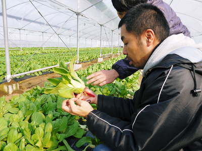チンゲン菜 無農薬・無加温チンゲン菜 定植後の様子と販売スタート時期のご案内_a0254656_18183012.jpg