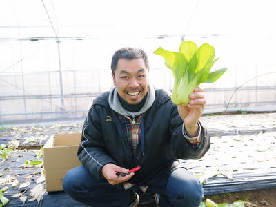 チンゲン菜 無農薬・無加温チンゲン菜 定植後の様子と販売スタート時期のご案内_a0254656_18224046.jpg