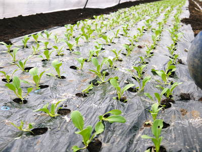 チンゲン菜 無農薬・無加温チンゲン菜 定植後の様子と販売スタート時期のご案内_a0254656_1823325.jpg