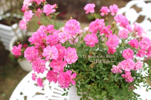 ほほえみ のそれから La Rose 薔薇の庭