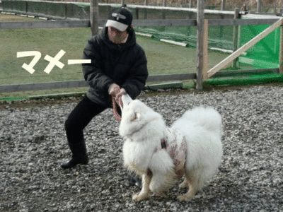 e0176159_20574571.gif