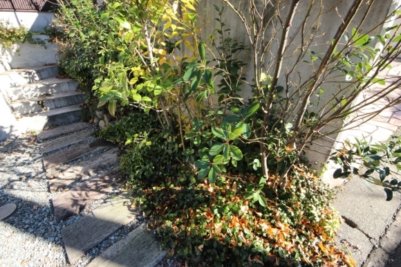 庭木の剪定_c0310571_08572779.jpg