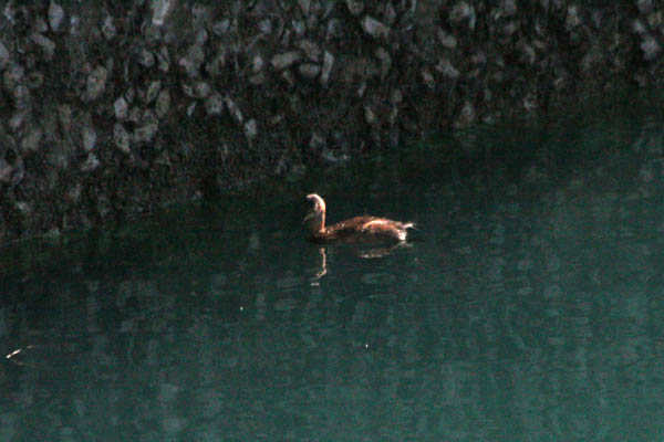 2014  10月に目撃した野鳥たち！_b0084378_18111319.jpg