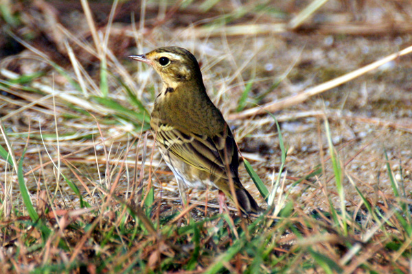 2014  10月に目撃した野鳥たち！_b0084378_1812824.jpg