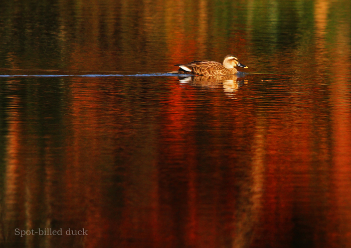 カルガモ：Spot-billed duck_b0249597_5104166.jpg