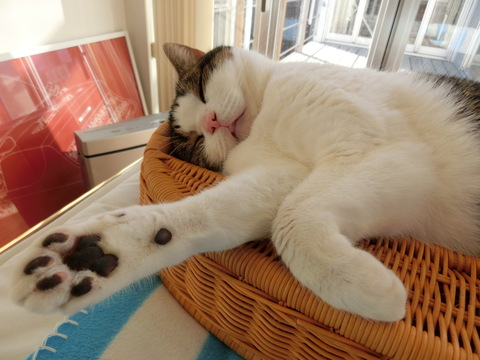 昼寝猫 カルデラバッチョの日々 昼寝猫 カルデラバッチョの日々