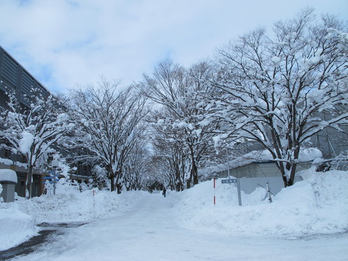 キャンパスの雪景色　１２月１９日午前・・・２_c0075701_21135881.jpg