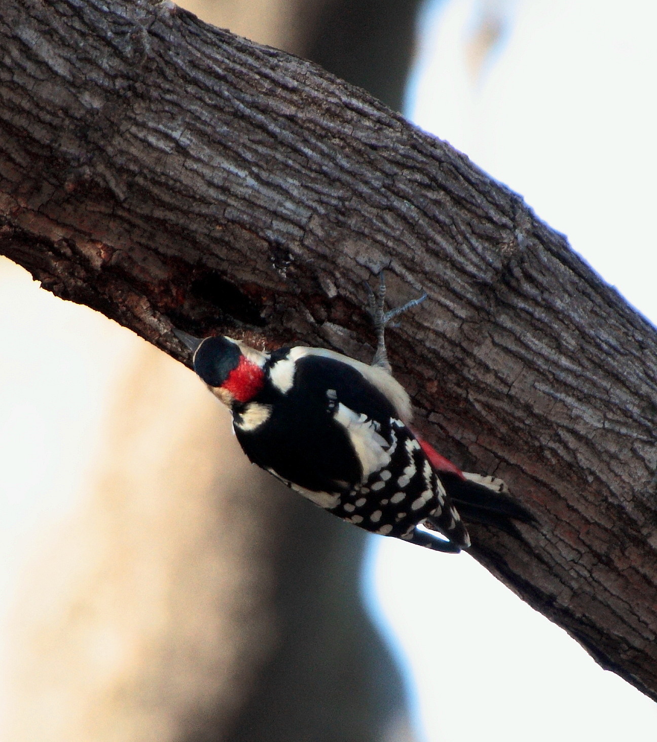 アカゲラ オス コゲラさんのドラミング姿 バード アイ ライフ アカゲラ オス コゲラさんのドラミング姿 バード アイ ライフ