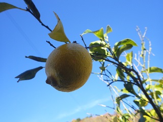 c0280206_135087.jpg