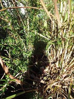 c0280206_1362064.jpg