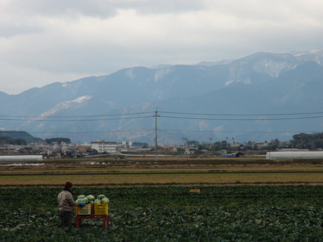 キャベツ畑は、トラクターで微塵切り…2016・2・7_f0231709_15455215.jpg