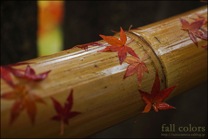 紅葉散る_f0100215_181371.jpg