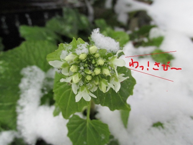 この雪も　もうチョイかも？　１２月１９日（金）晴れ_f0341616_06551965.jpg