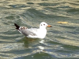 ヤップにユリカモメ?_a0043520_16144436.jpg