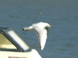 ヤップにユリカモメ?_a0043520_16145366.jpg