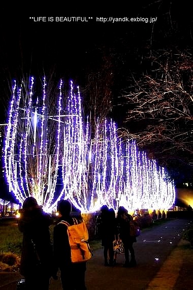Christmas Illumination☆2014_d0083623_062014.jpg