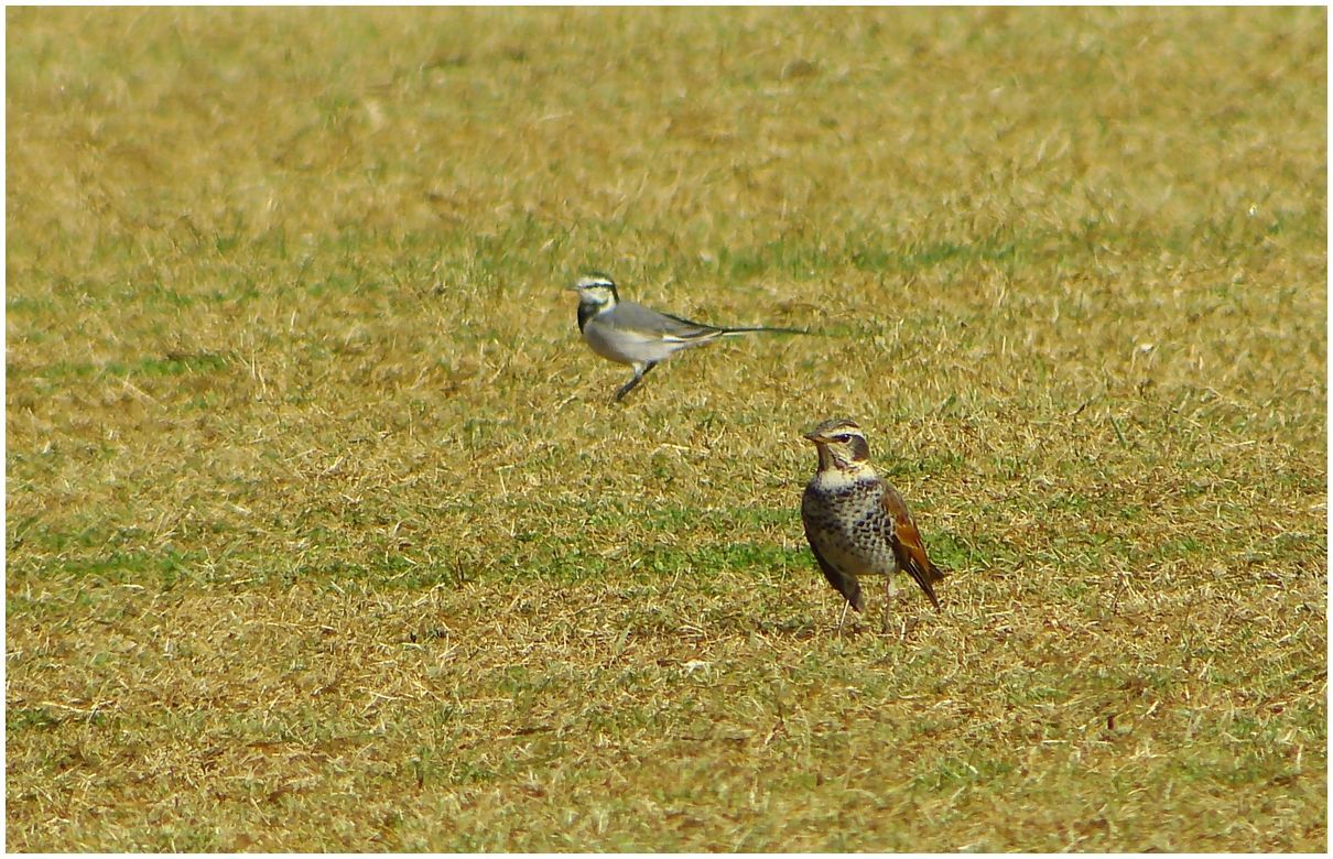 野　鳥_b0312938_05502251.jpg