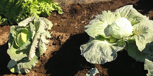 14年12月日 土 キャベツの脇芽は芽キャベツ やさい畑につかまって The Catcher In The Yasai Fields
