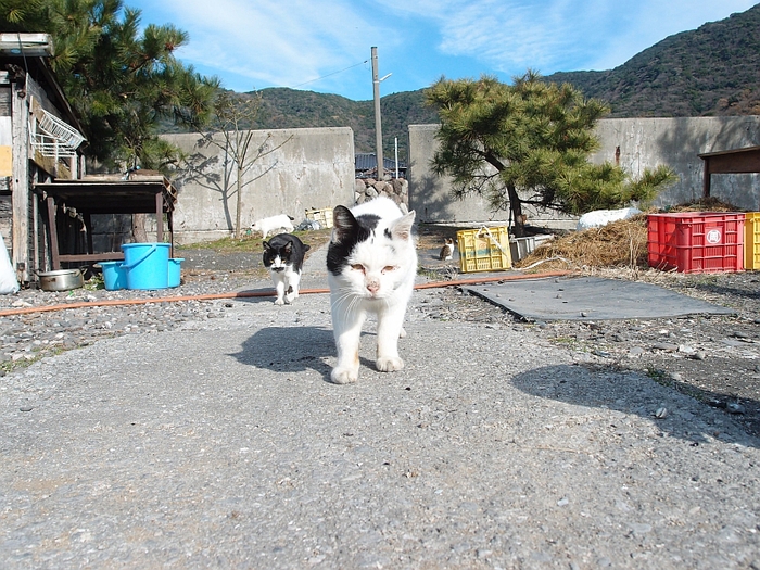 金曜日　平郡の人・猫_c0243343_19151648.jpg