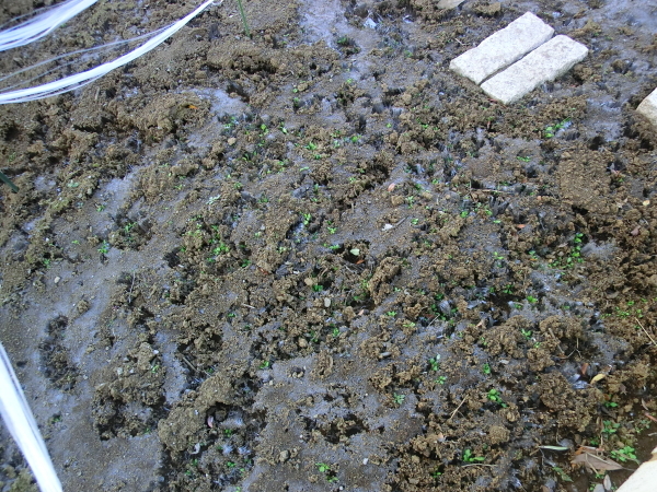冬到来 霜よけマルチング 効果発揮です ニッキーののんびり気まま暮らし 冬到来 霜よけマルチング 効果発揮です ニッキーののんびり気まま暮らし