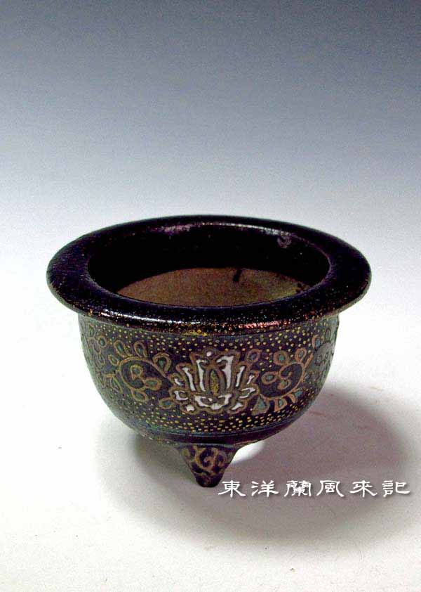 風蘭鉢　富貴蘭　九谷焼 楽天市場】2025年NEW 現品 富貴蘭 黄花 鉢植え 風蘭 プラ鉢入り