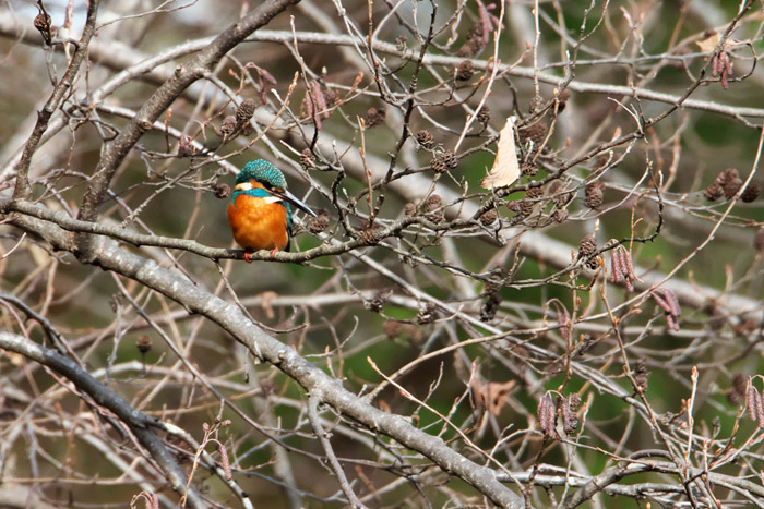 EOS7DⅡ ＋ TAMRON150-600㎜ ＝？？？？_e0289657_8195737.jpg