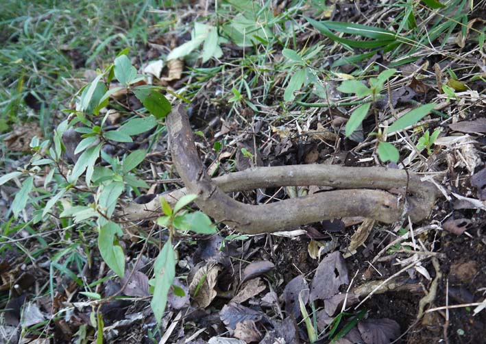 六国見山森林公園にツツジ続々復活、新名所になるかも_c0014967_19261932.jpg
