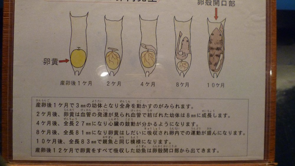 トラザメの卵内発生ー動画 ブログ 有楽