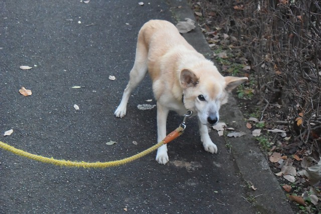 最近のハチさん_c0124100_232628.jpg