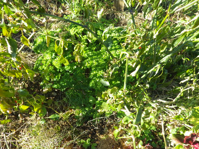 c0280206_828256.jpg