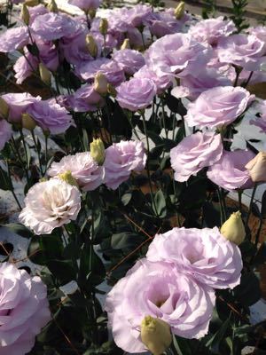 なおの花咲く通信_d0099708_1272441.jpg