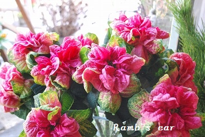 ポインセチアの切り花 Ramb S Ear ﾗﾑｽﾞｲﾔｰ