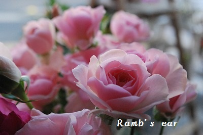 ポインセチアの切り花 Ramb S Ear ﾗﾑｽﾞｲﾔｰ