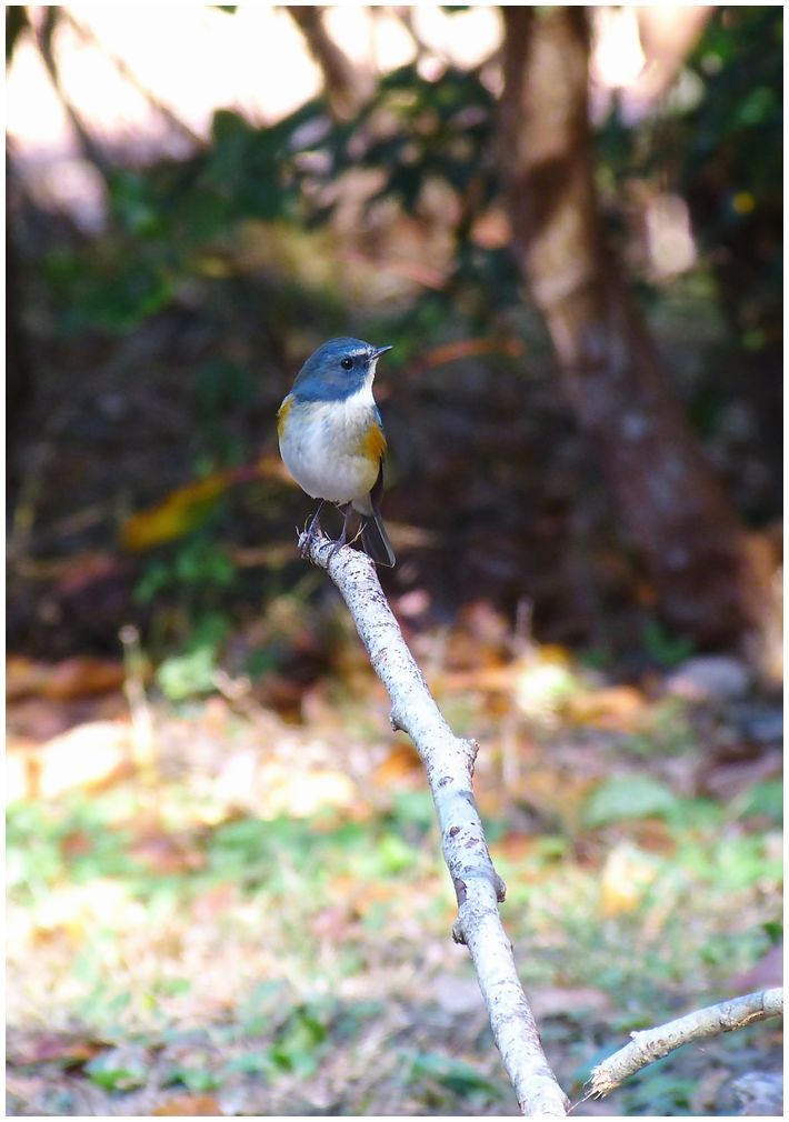 野　鳥_b0312938_05564910.jpg