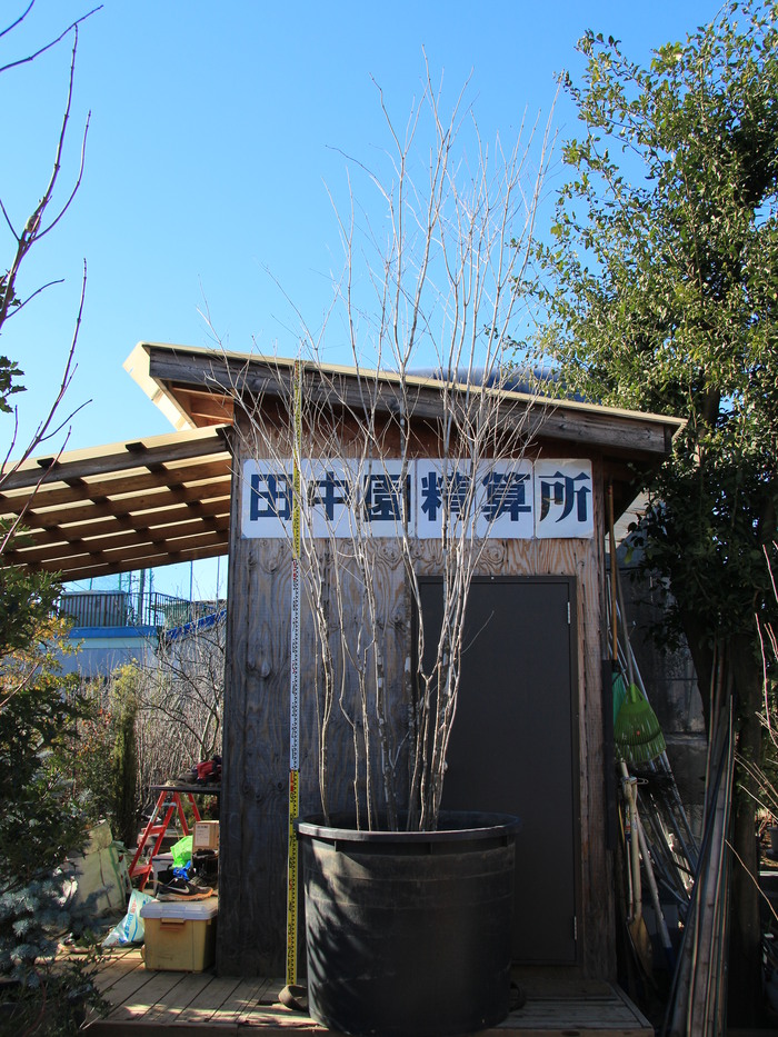 アオダモ 山採り 青梻 コバノトネリコ 本株立ち 美品 貴重品