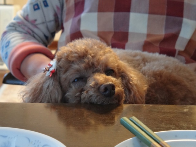 わんわん忘年会♪_e0195743_3454521.jpg
