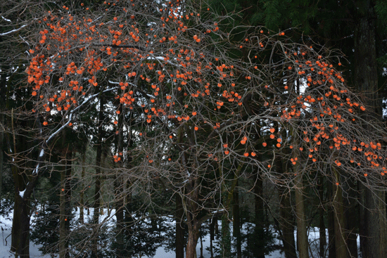 c0093046_14073607.gif