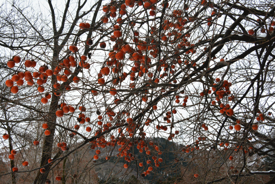 c0093046_15245416.gif