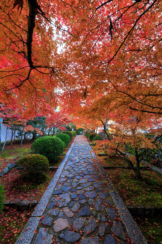 酬恩庵一休寺・紅葉の移ろい_f0155048_1738381.jpg