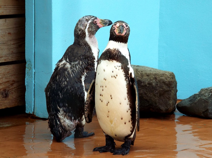 　　和歌山公園動物園_b0093754_177236.jpg