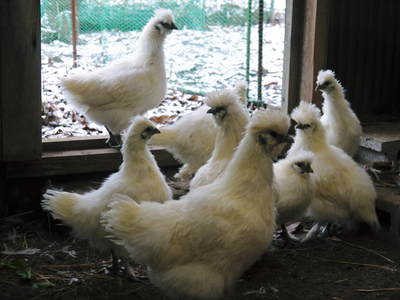 烏骨鶏 菊池水源の烏骨鶏の新鮮タマゴ好評発売中!!_a0254656_18581231.jpg